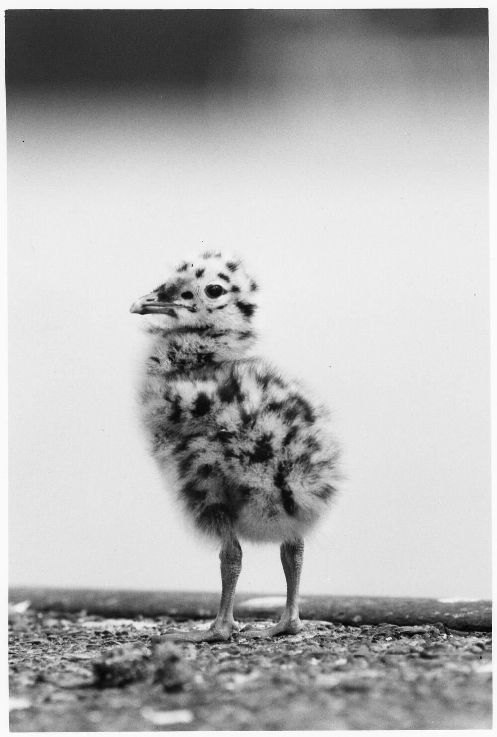 Bild von der Seite „Beyond Human Nature“