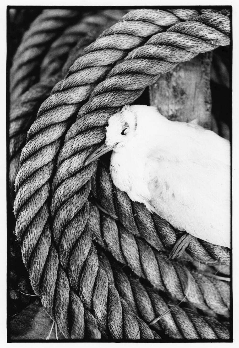 Bild von der Seite „Beyond Human Nature“