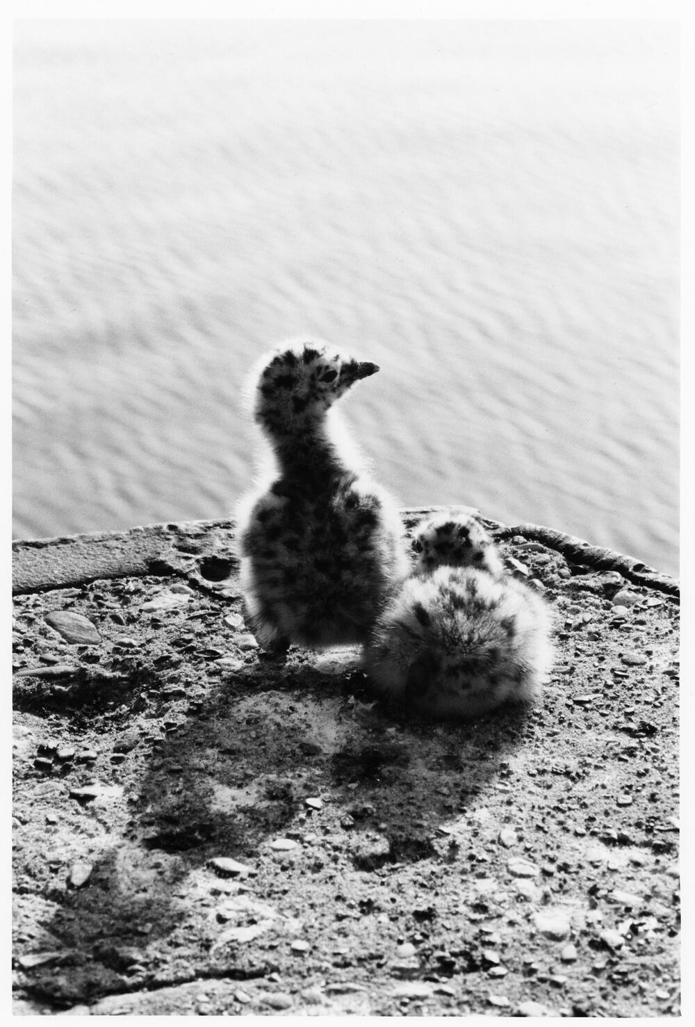 Bild von der Seite „Beyond Human Nature“