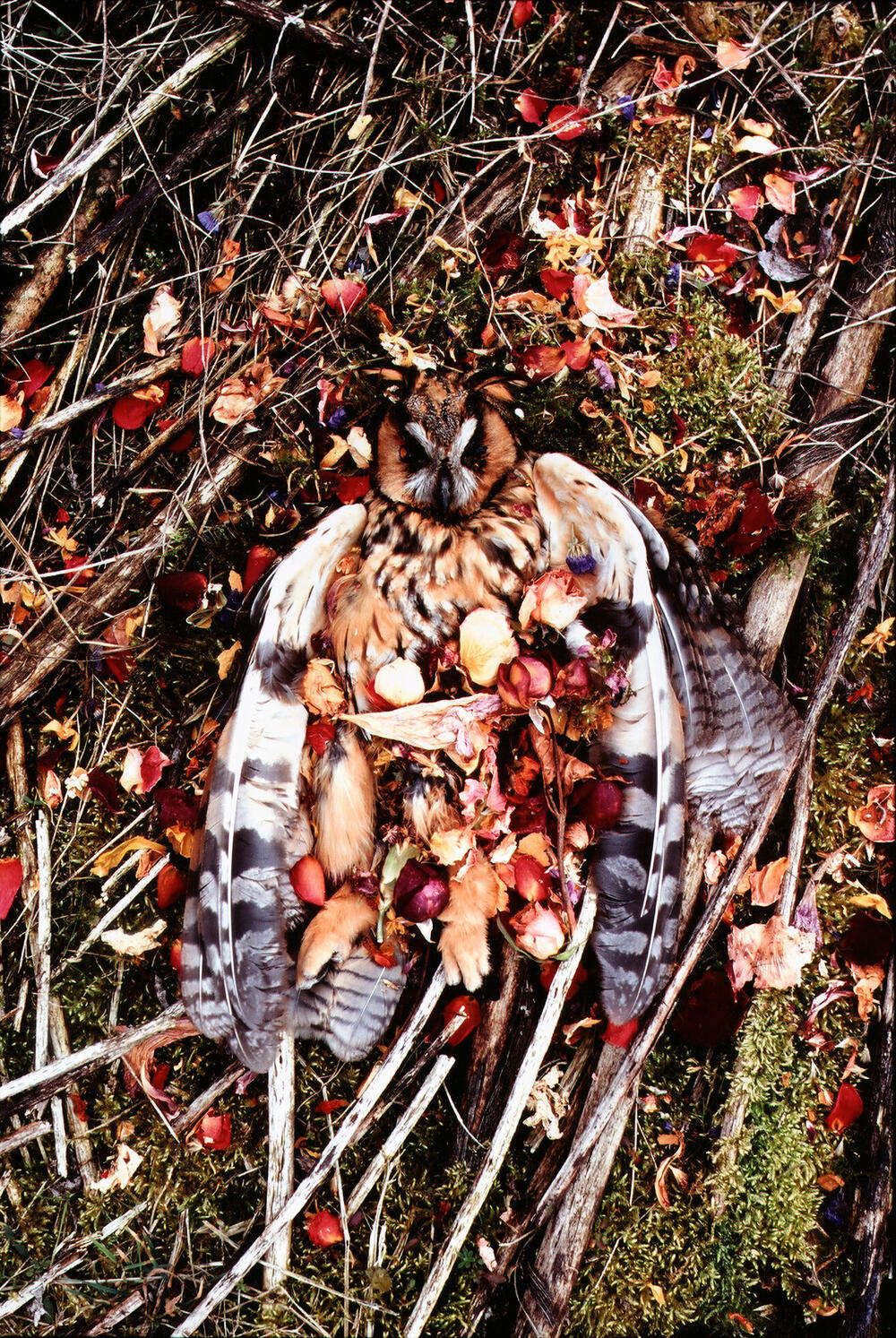 Bild von der Seite „Beyond Human Nature“