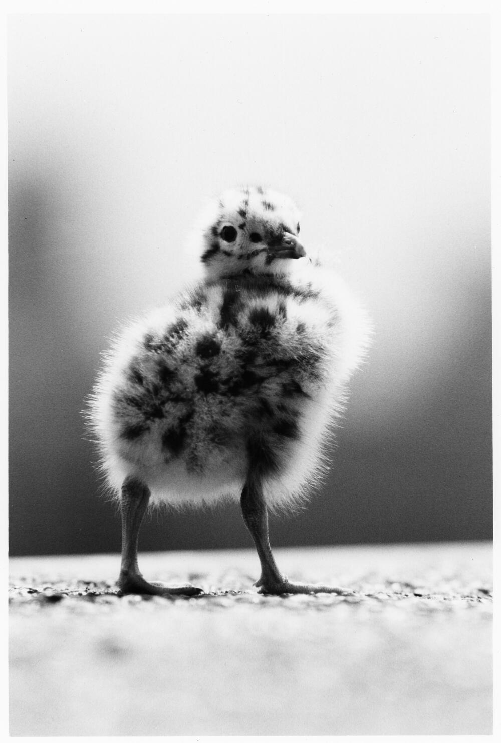 Bild von der Seite „Beyond Human Nature“