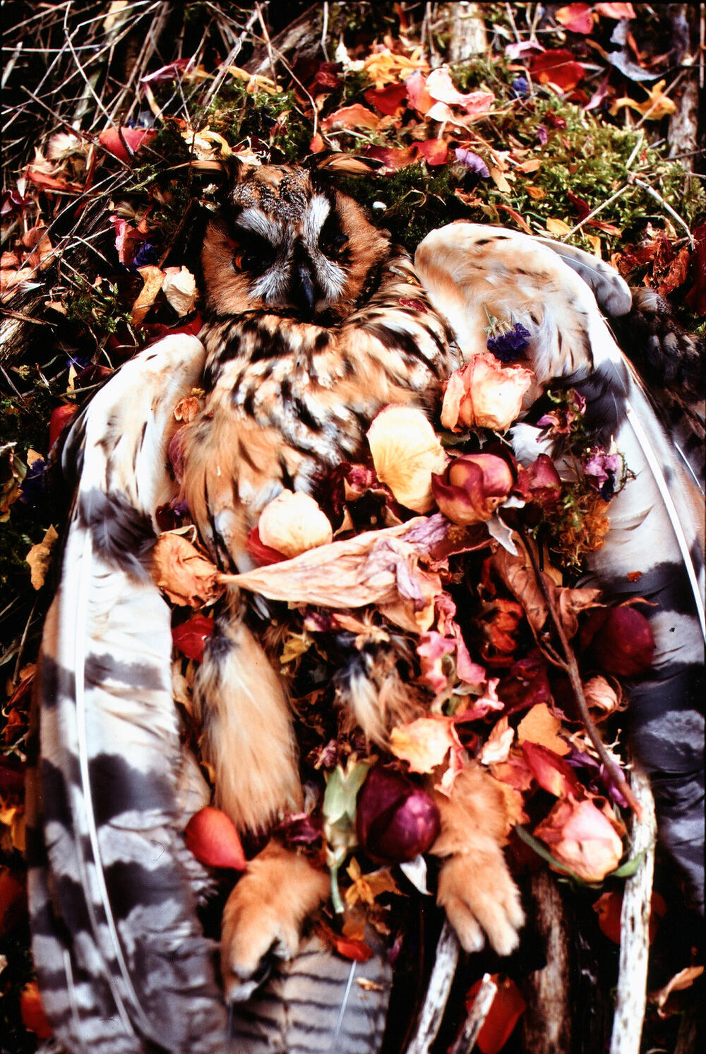 Bild von der Seite „Beyond Human Nature“