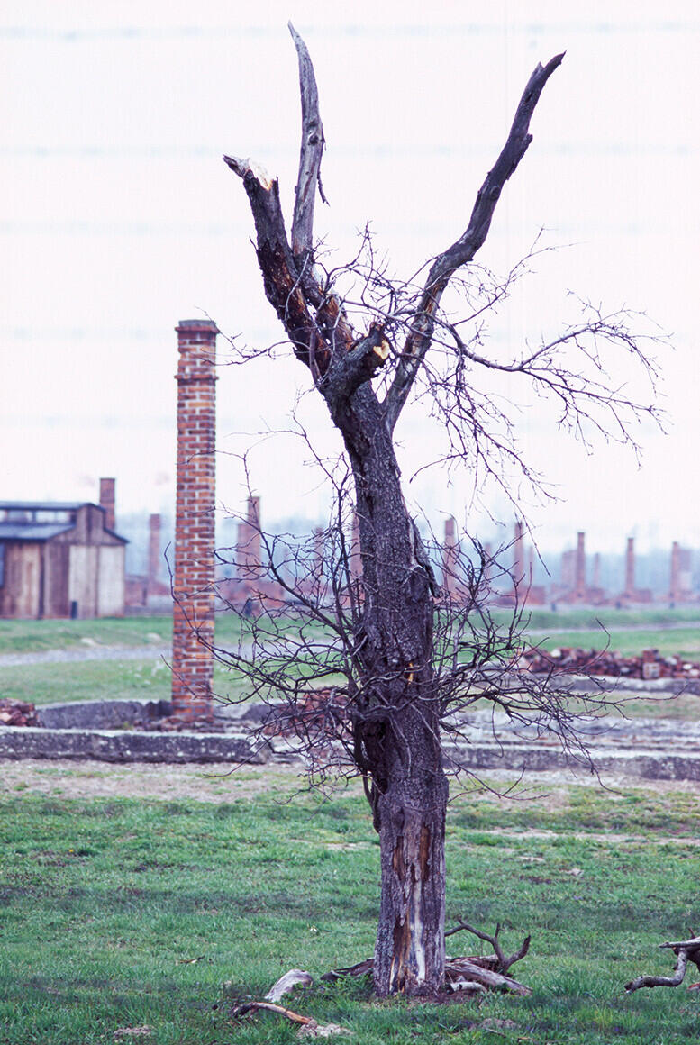 Bild von der Seite „Auschwitz“