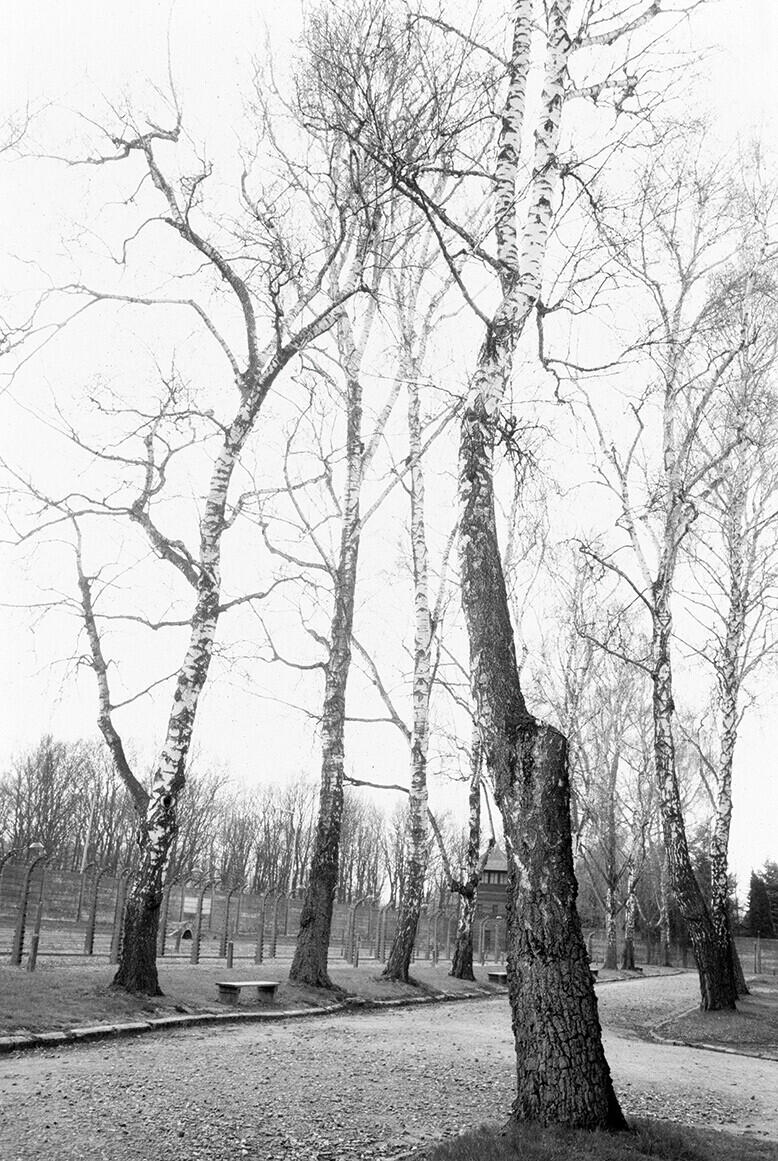 Bild von der Seite „Auschwitz“