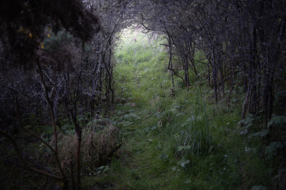 Bild von der Seite „Tides and Trees“