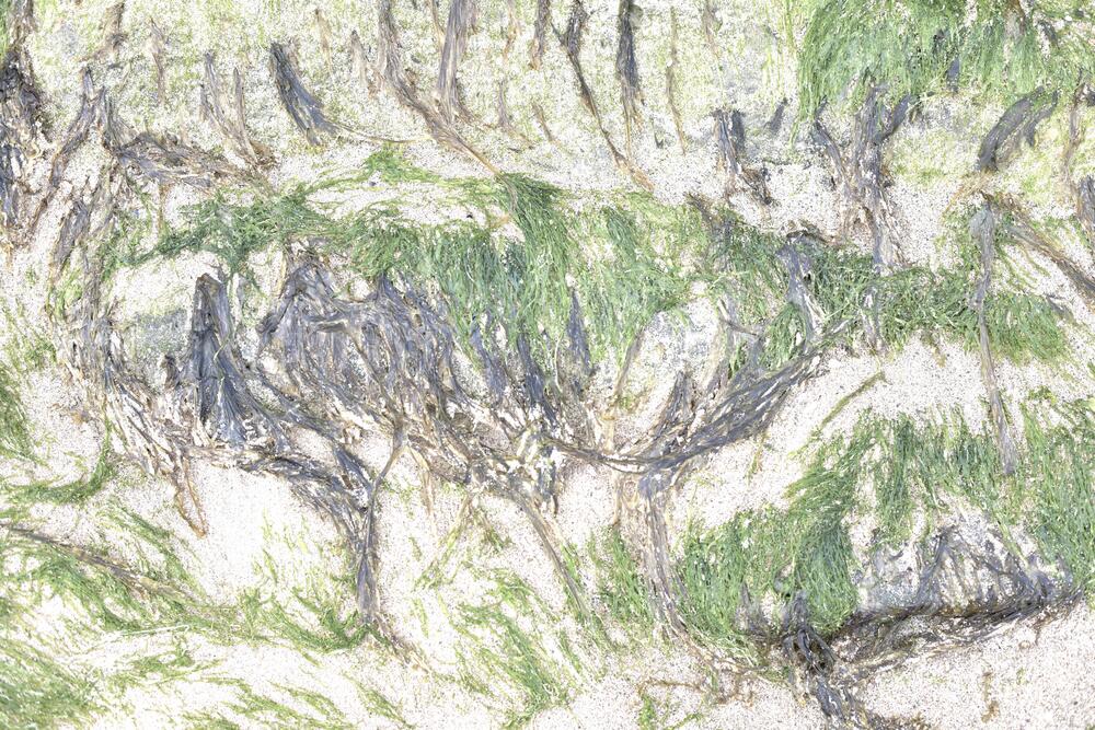 Bild von der Seite „Tides and Trees“