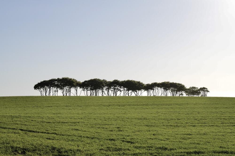 Bild von der Seite „Tides and Trees“