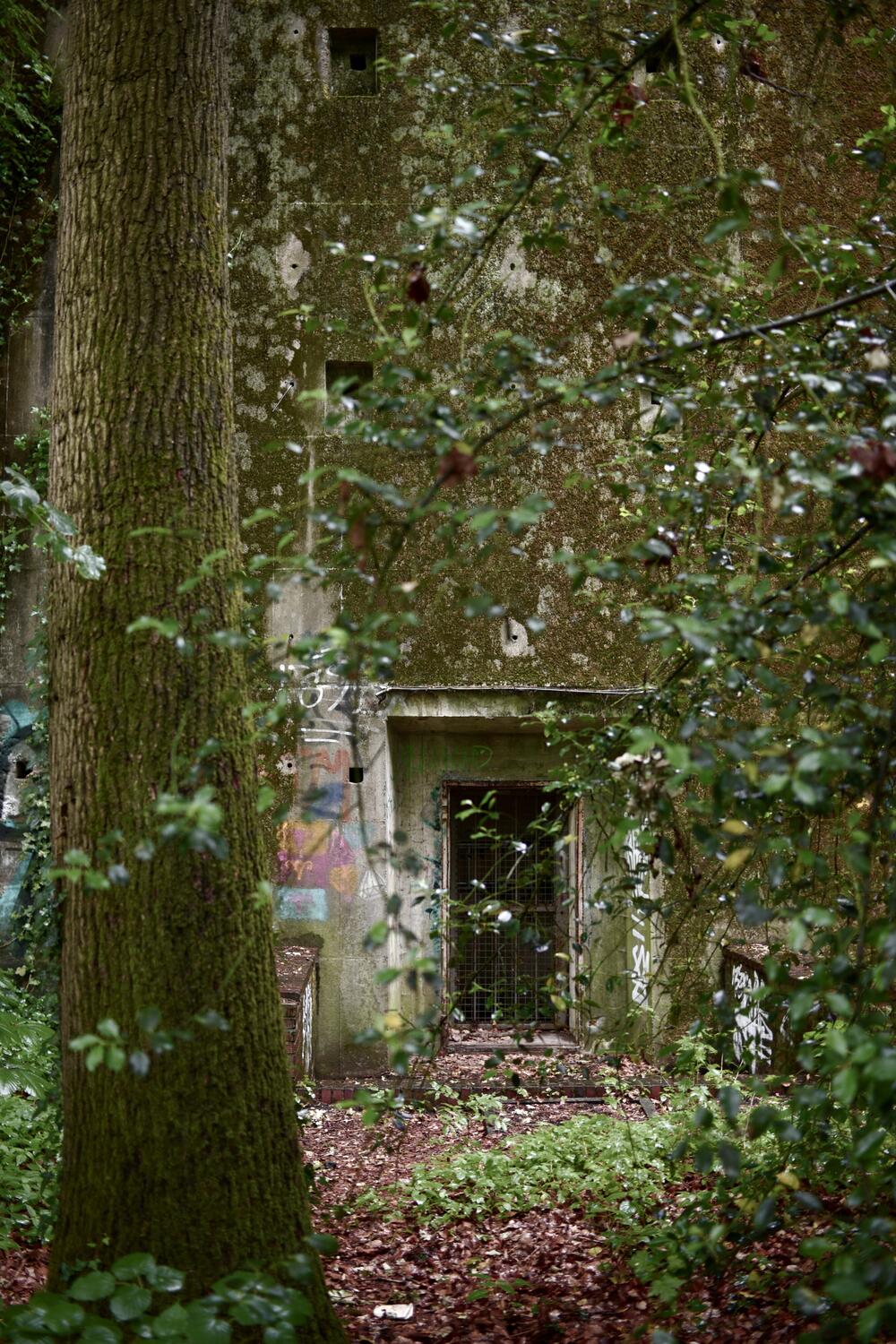 Bild von der Seite „Tides and Trees“