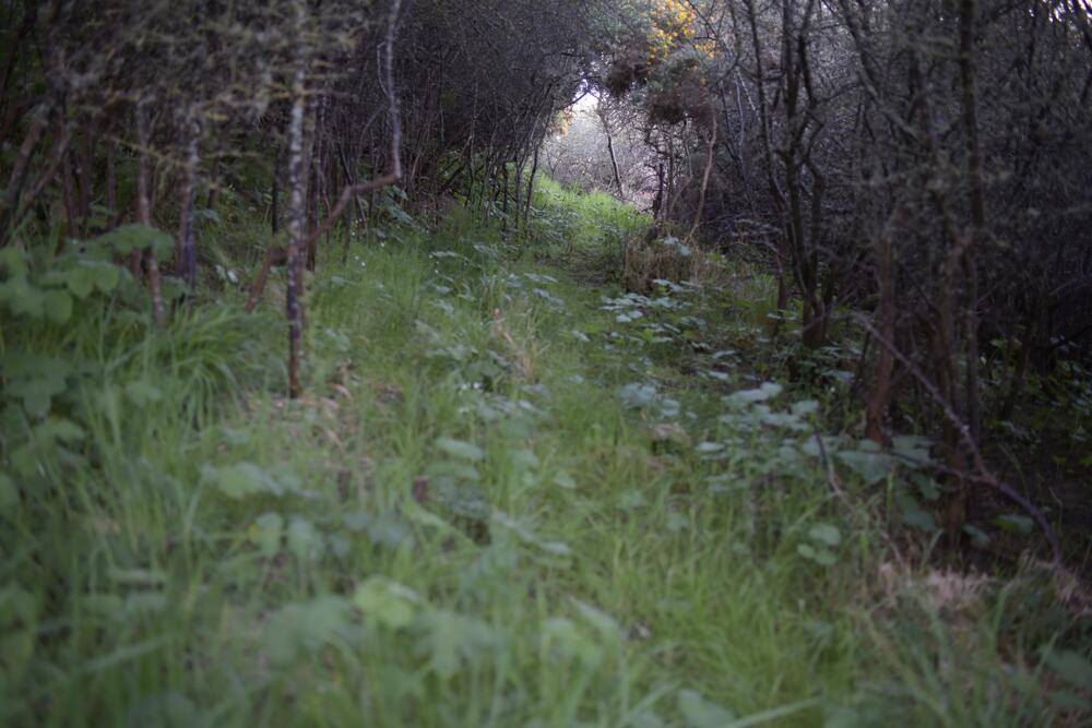 Bild von der Seite „Tides and Trees“