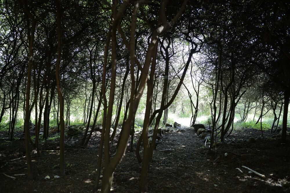 Bild von der Seite „Tides and Trees“