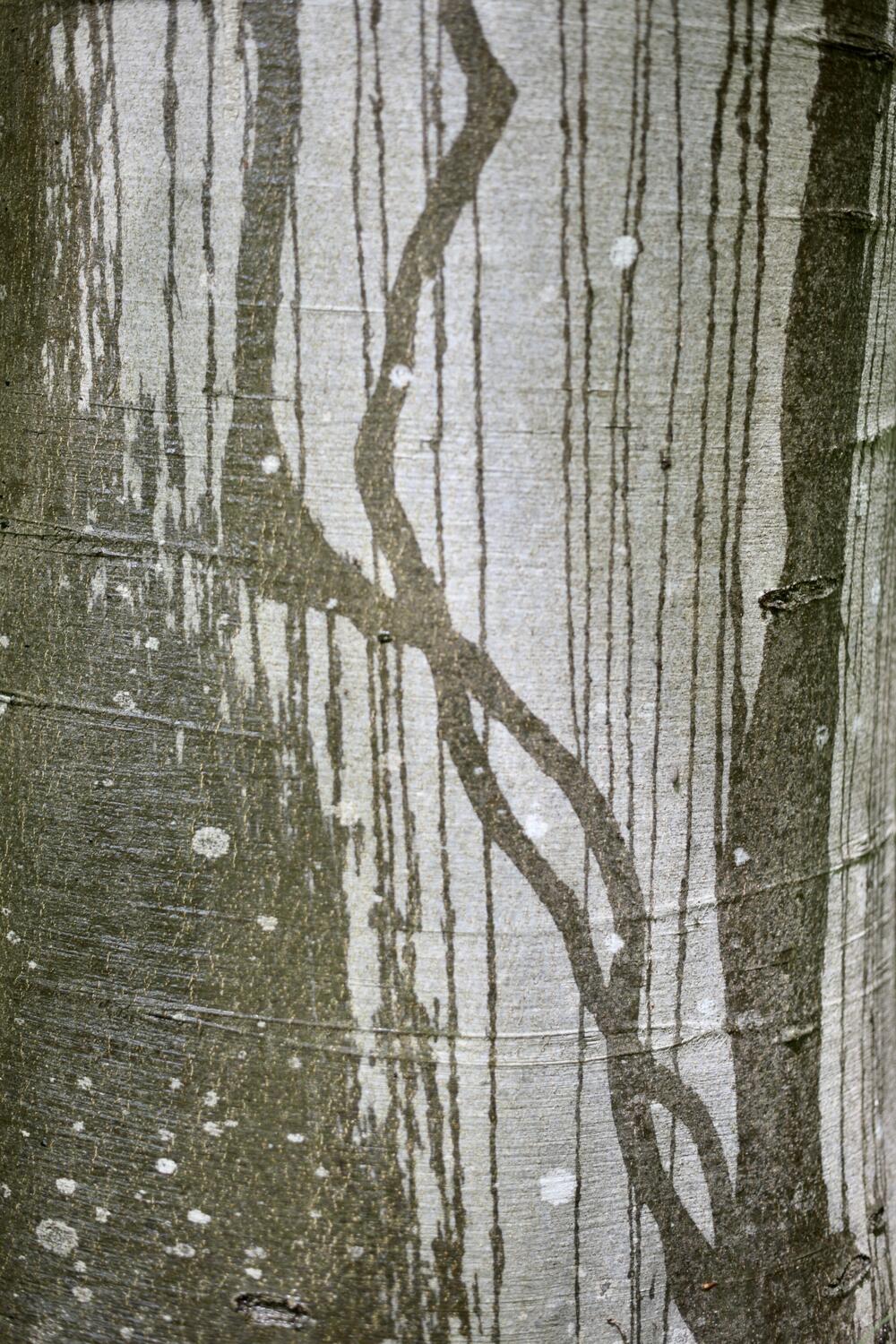 Bild von der Seite „Tides and Trees“