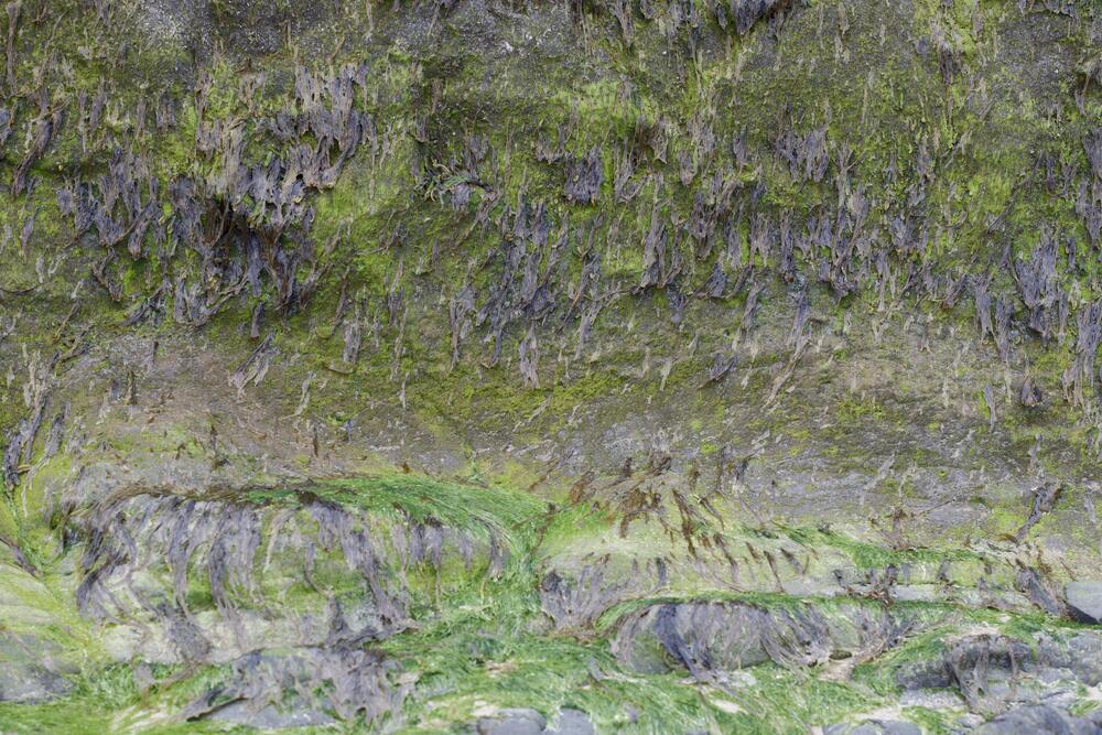 Bild von der Seite „Tides and Trees“