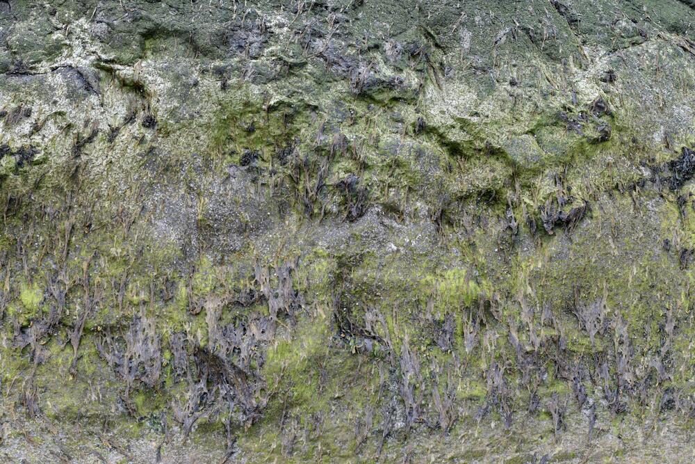 Bild von der Seite „Tides and Trees“