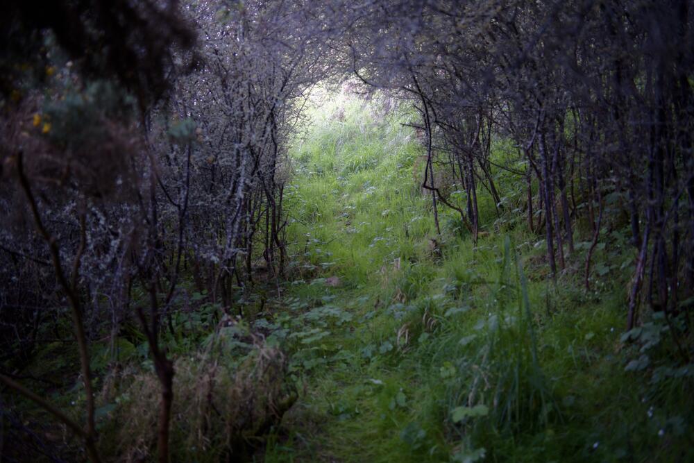 Bild von der Seite „Tides and Trees“