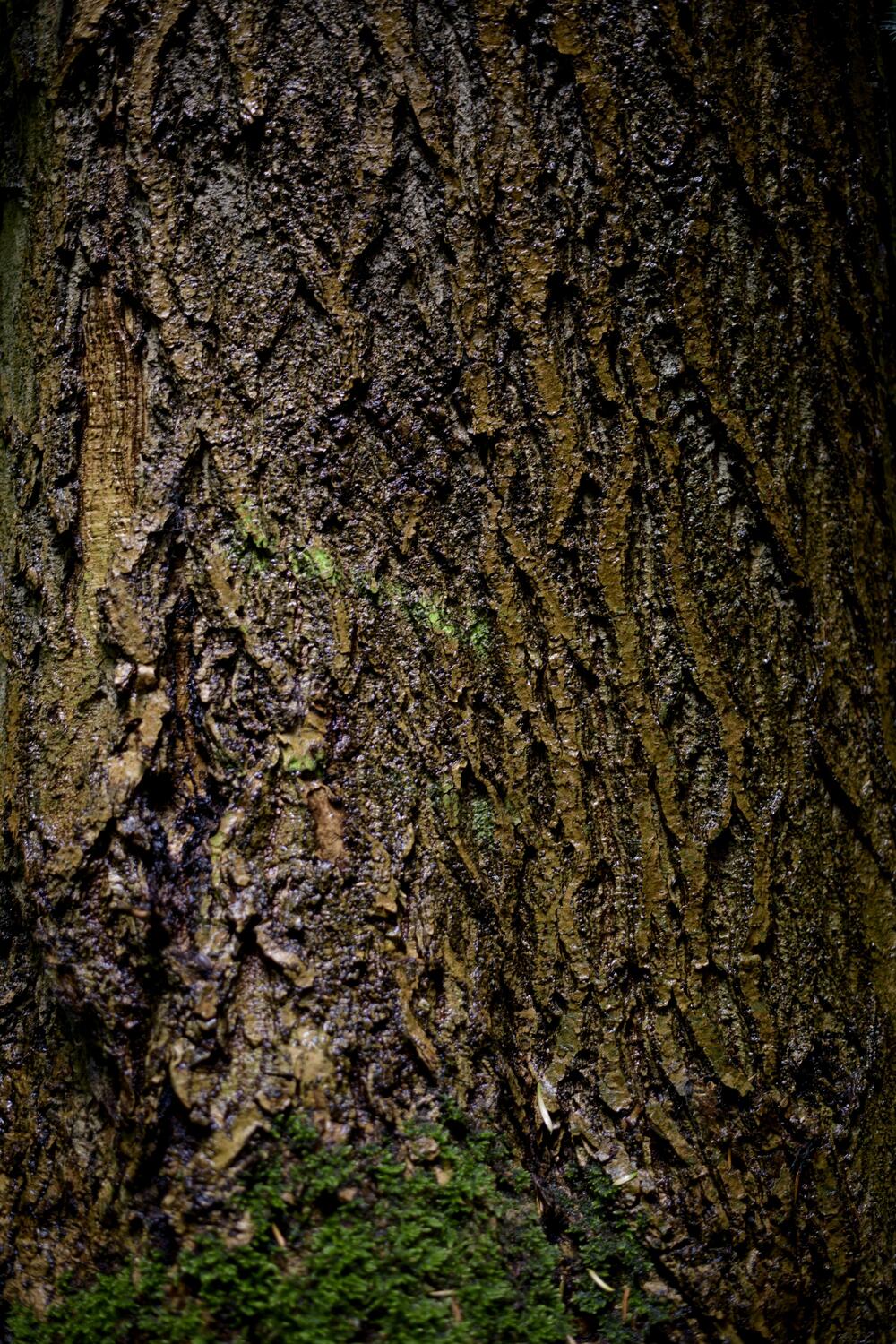 Bild von der Seite „Tides and Trees“