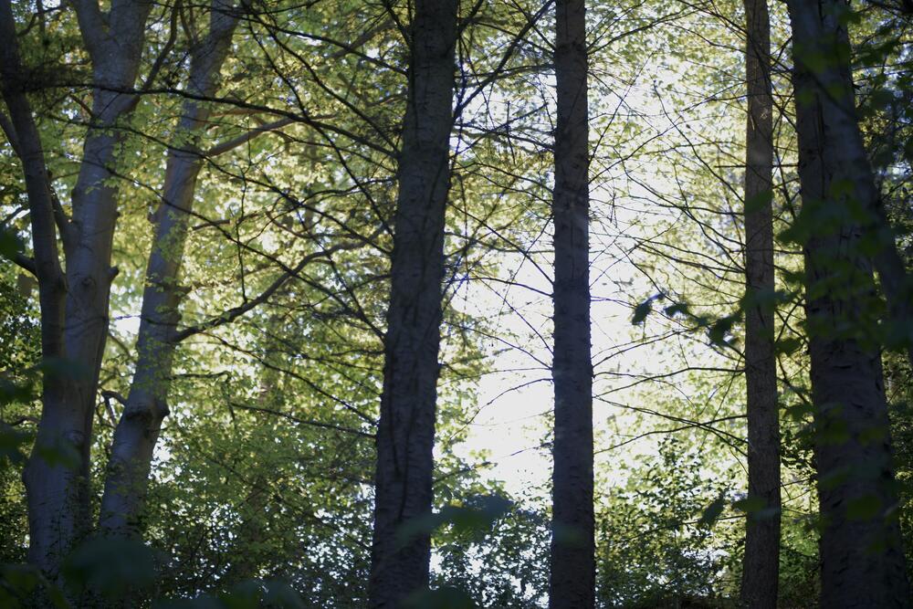 Bild von der Seite „Tides and Trees“