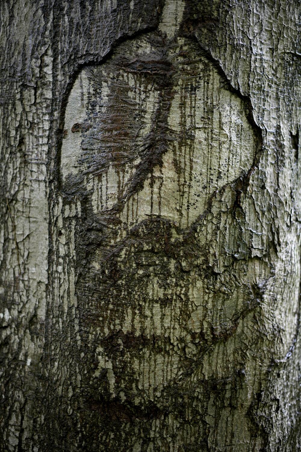 Bild von der Seite „Tides and Trees“