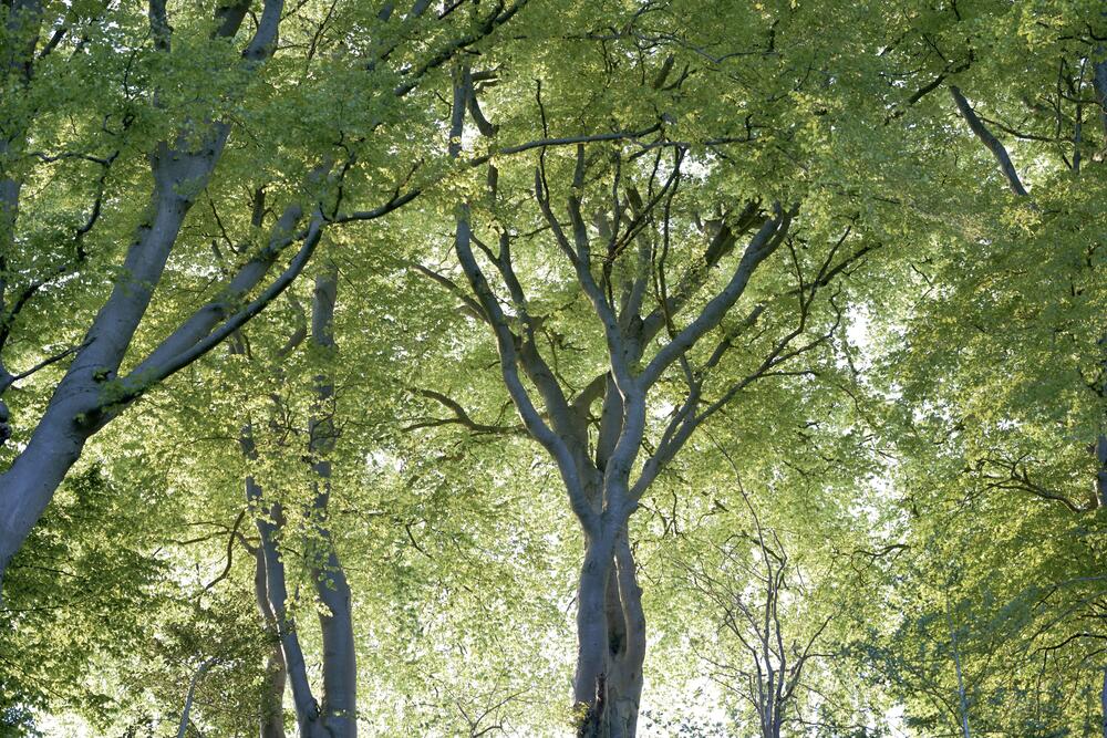 Bild von der Seite „Tides and Trees“