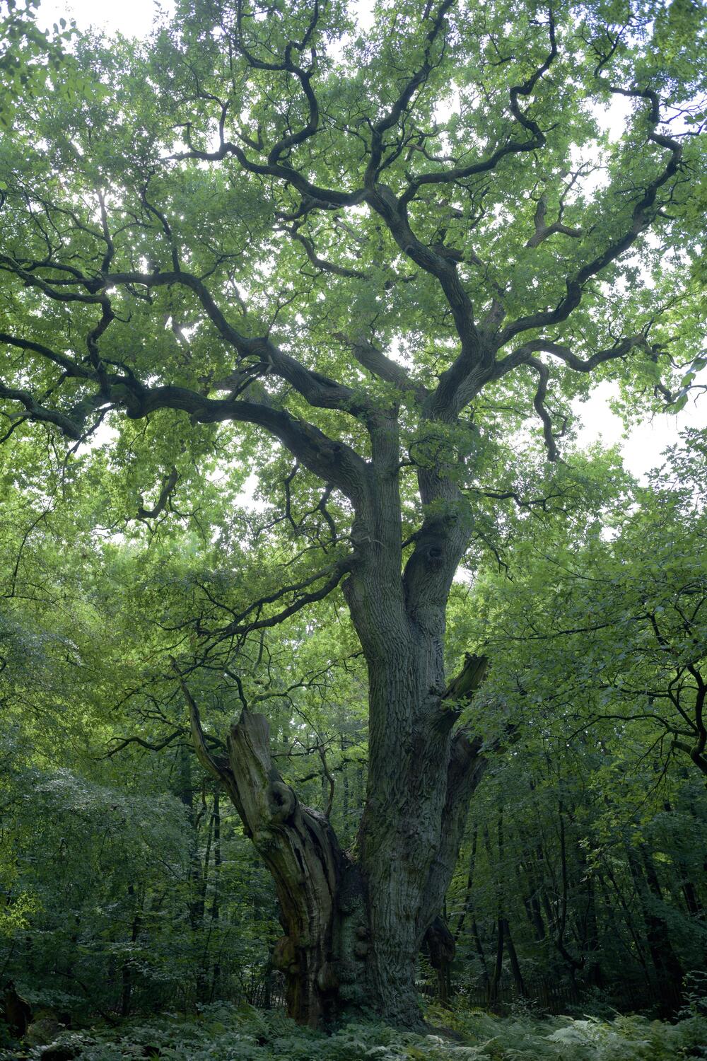Bild von der Seite „Tides and Trees“