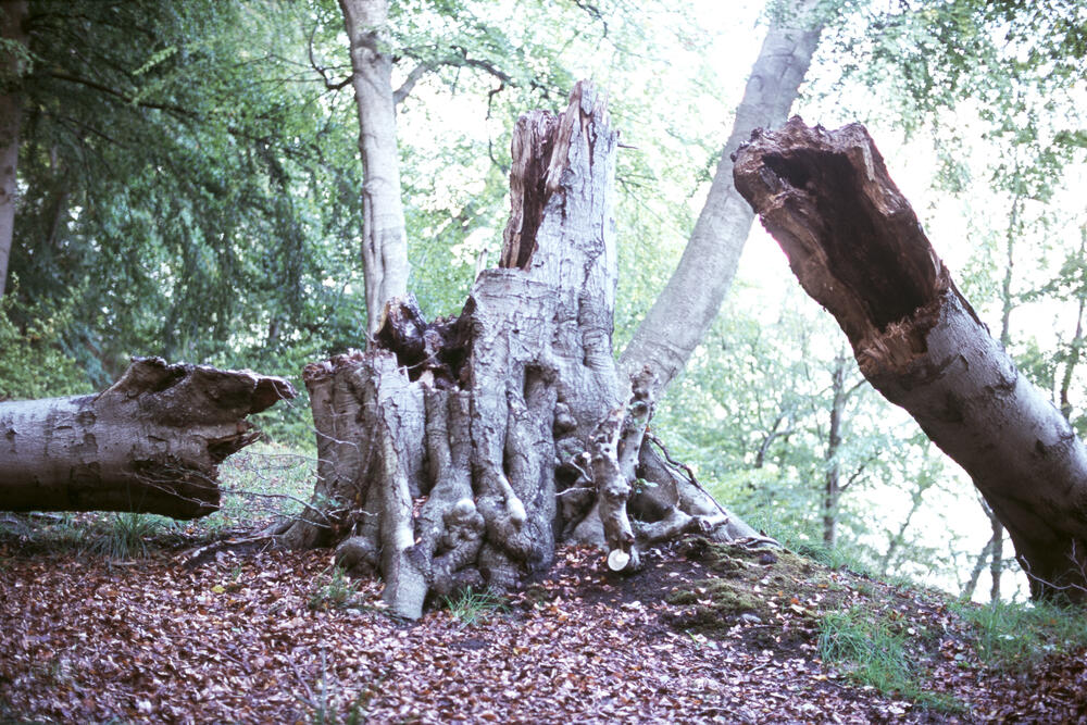 Bild von der Seite „Work in Progress“